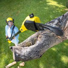 Best Palm Tree Trimming  in Owenton, KY