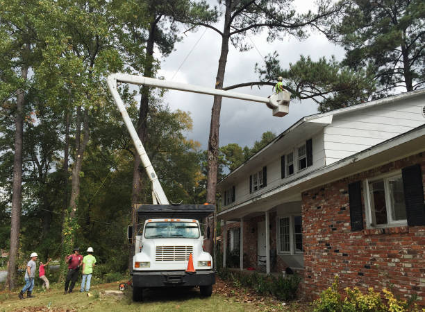 Best Fruit Tree Pruning  in Owenton, KY