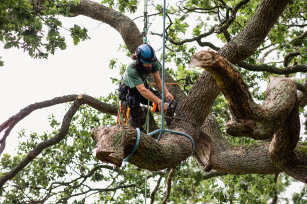 Reliable Owenton, KY Tree Care Solutions