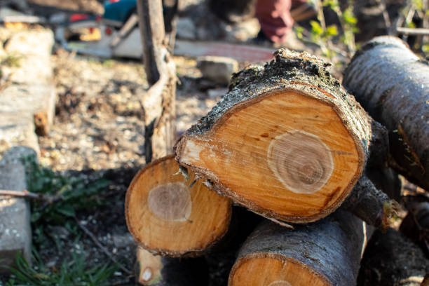 Best Tree Mulching  in Owenton, KY
