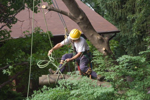 Best Pest Control for Lawns  in Owenton, KY