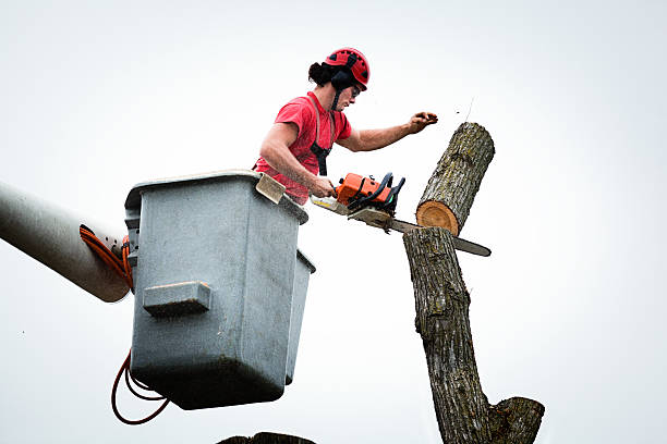 Best Tree Disease Treatment  in Owenton, KY