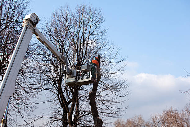 Best Storm Damage Tree Cleanup  in Owenton, KY